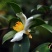 新采油茶种子红花大果油茶种子软枝油茶种子销售品种优质