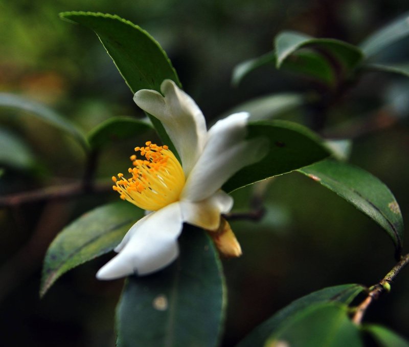 新采油茶种子红花大果油茶种子软枝油茶种子销售品种优质