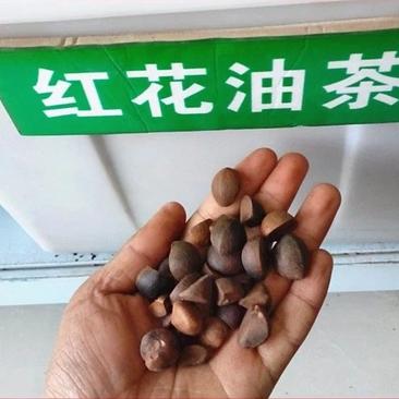新采油茶种子红花大果油茶种子软枝油茶种子销售品种优质