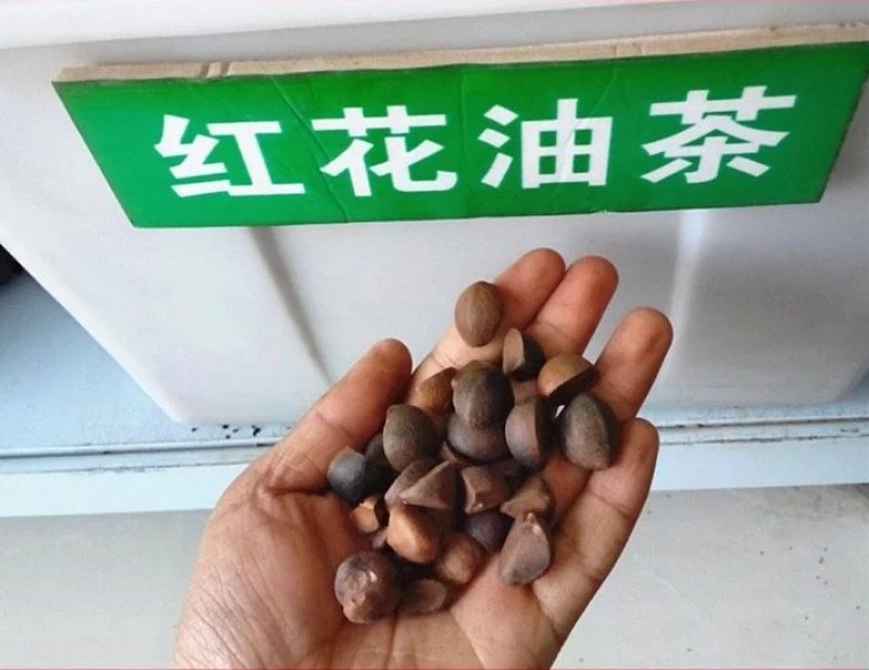 新采油茶种子红花大果油茶种子软枝油茶种子销售品种优质