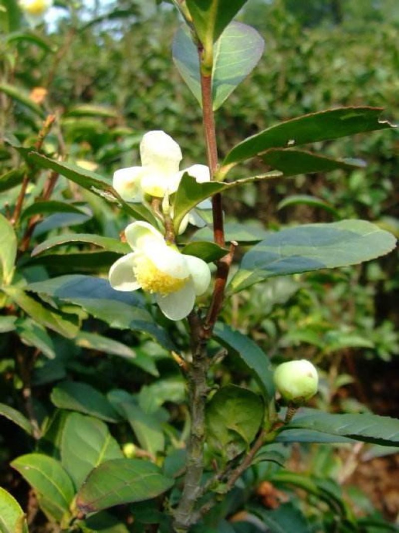 新采油茶种子红花大果油茶种子软枝油茶种子销售品种优质