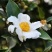 新采油茶种子红花大果油茶种子软枝油茶种子销售品种优质