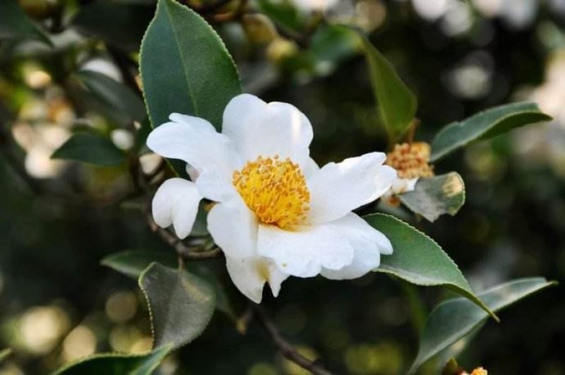 新采油茶种子红花大果油茶种子软枝油茶种子销售品种优质
