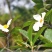 新采油茶种子红花大果油茶种子软枝油茶种子销售品种优质