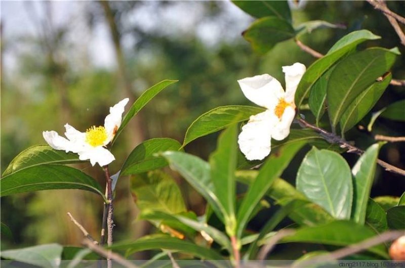 新采油茶种子红花大果油茶种子软枝油茶种子销售品种优质