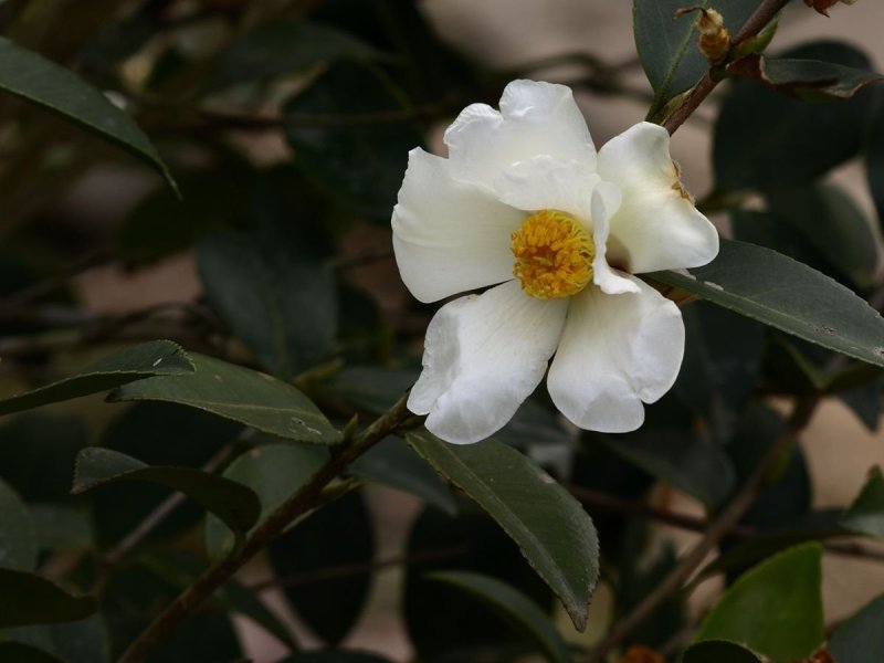 新采油茶种子红花大果油茶种子软枝油茶种子销售品种优质