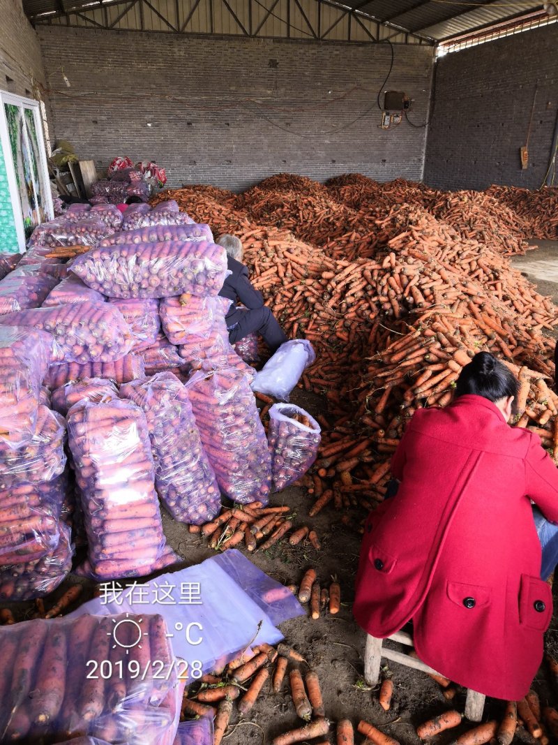 万亩黑土地三红胡萝卜808精品中条北京包～半苗胡萝卜