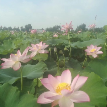 荷花，品种多，颜色全，基地有200万棵盆栽荷花苗。