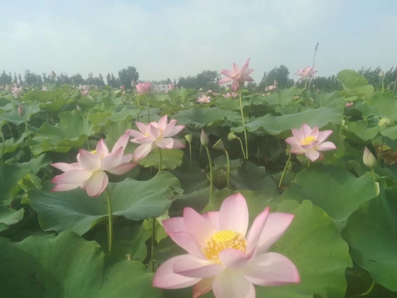 荷花，品种多，颜色全，基地有200万棵盆栽荷花苗。