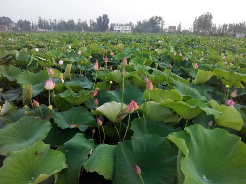 荷花，品种多，颜色全，基地有200万棵盆栽荷花苗。