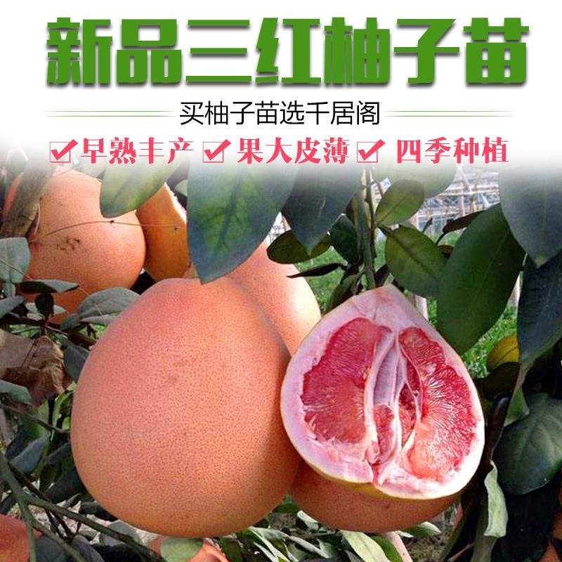 黄心红心柚子树苗南方北方阳台盆栽