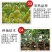 黄心红心柚子树苗南方北方阳台盆栽