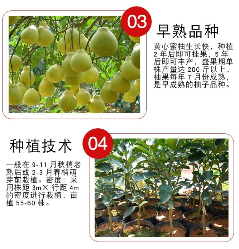 黄心红心柚子树苗南方北方阳台盆栽