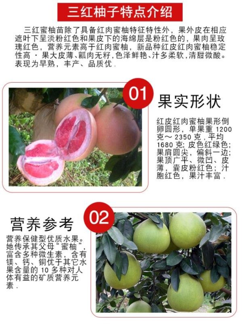 黄心红心柚子树苗南方北方阳台盆栽