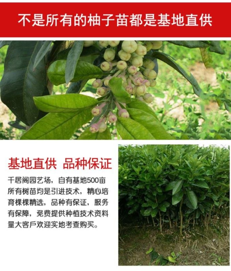 黄心红心柚子树苗南方北方阳台盆栽