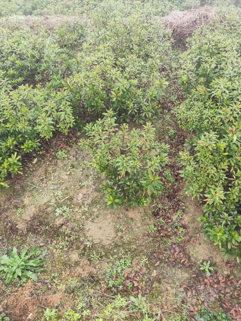 杜鹃小苗球