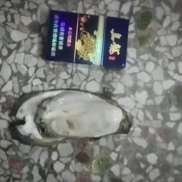 竹山蚝，
