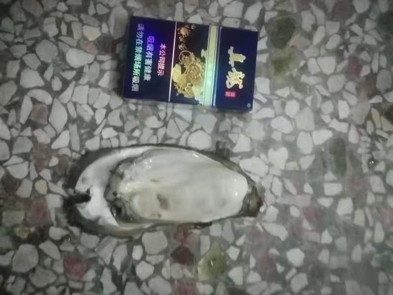竹山蚝，