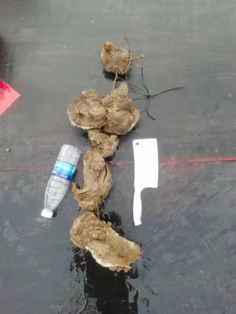 竹山蚝，