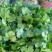 大叶香菜