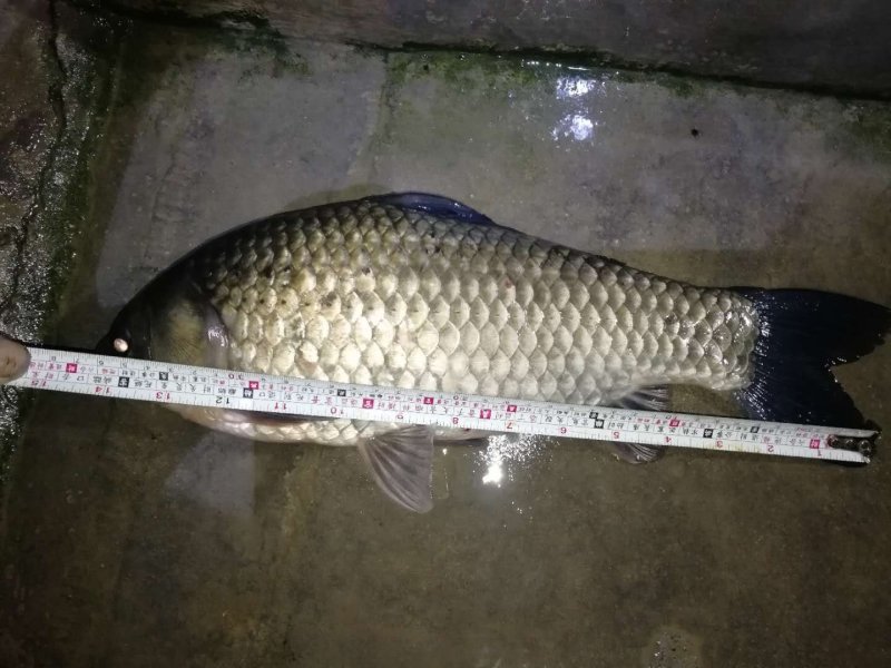 中科3号鲫鱼苗（白鲫鱼苗杂交鲫鱼苗）