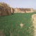 有100亩土地对外出租。每亩年租金100元
