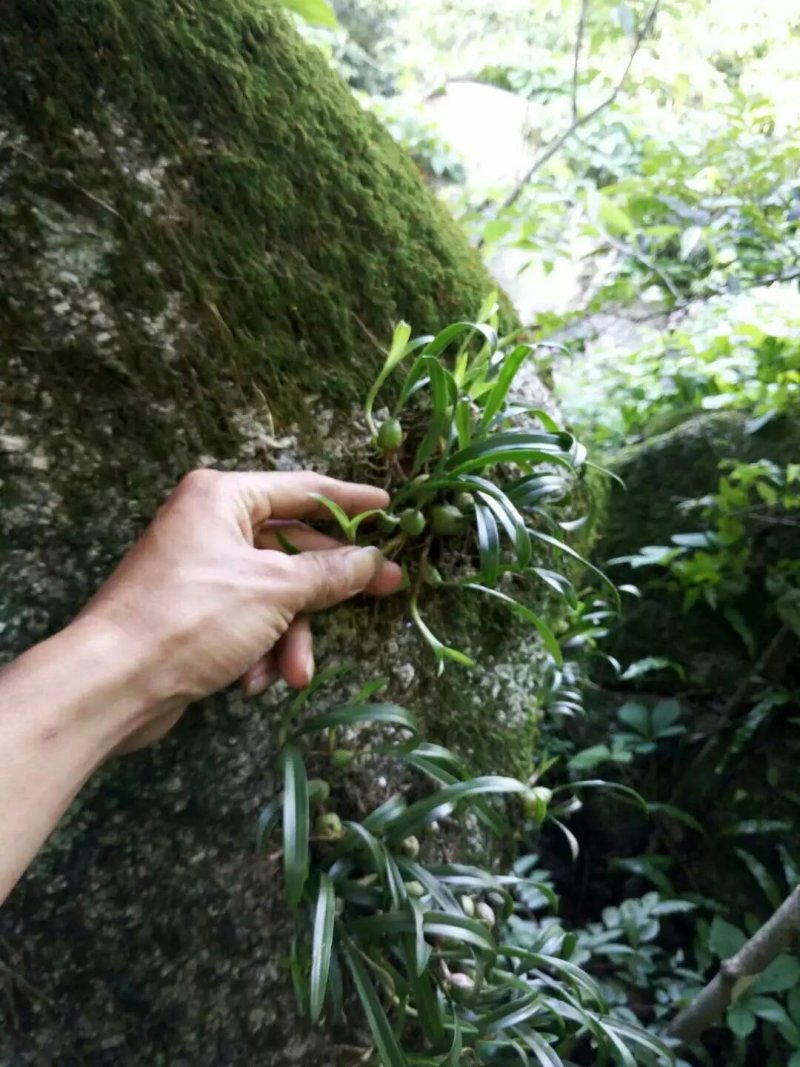 野生石橄榄/双叶小号石橄榄/石橄榄/石橄榄鲜货/石橄榄批
