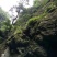 野生石橄榄/双叶小号石橄榄/石橄榄/石橄榄鲜货/石橄榄批