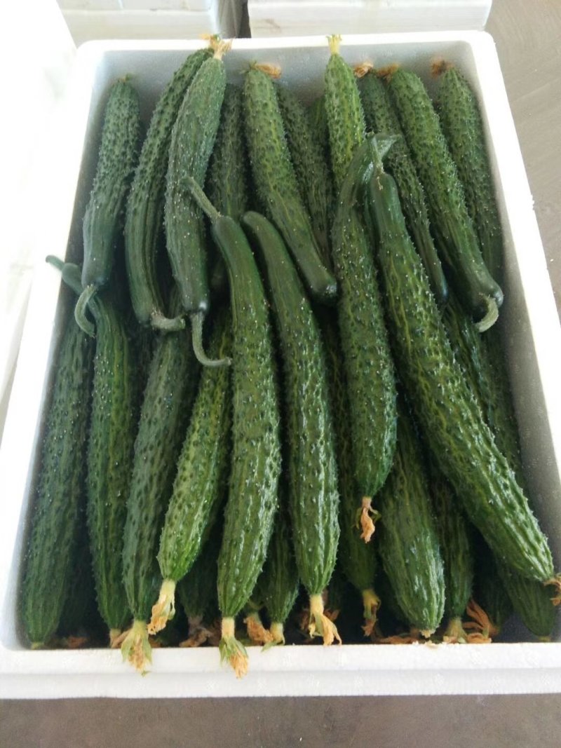 长期大量代收各种精品蔬菜，直采