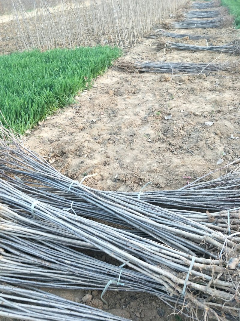 日本红叶樱花苗苗圃现挖保湿发货免费提供技术指导