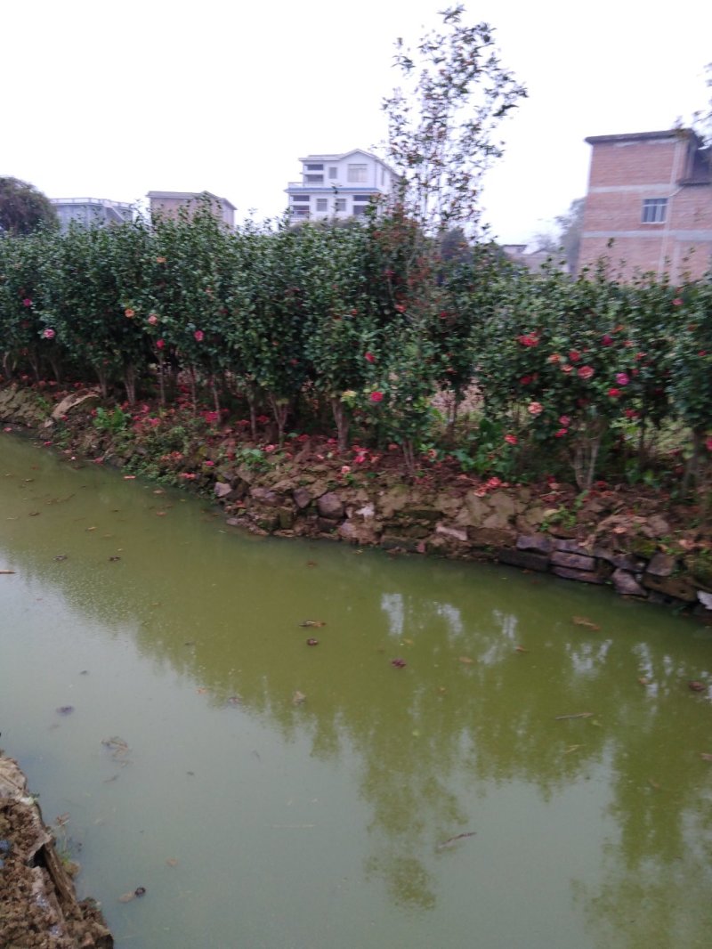 3公分至6公分茶花树