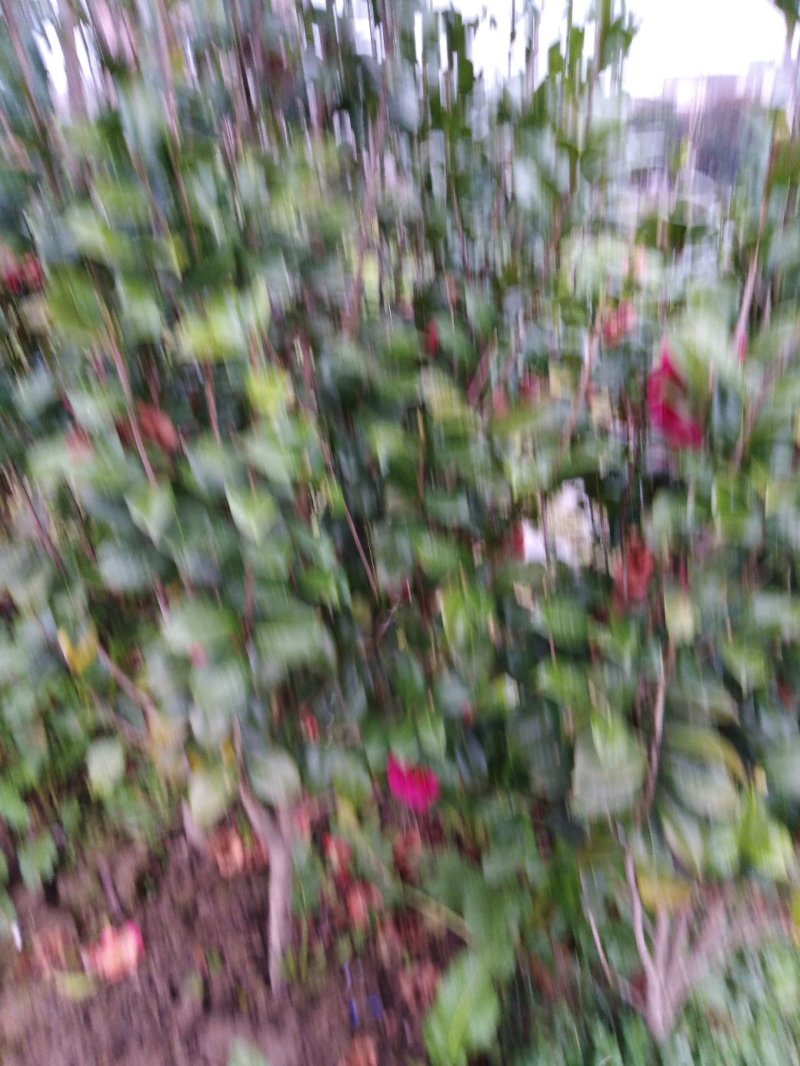3公分至6公分茶花树