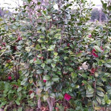 3公分至6公分茶花树