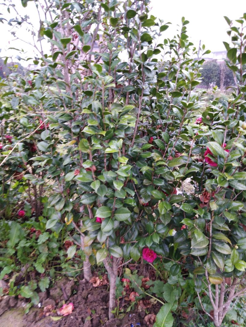 3公分至6公分茶花树