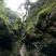 双叶小果石橄榄/深山野生石橄榄/石仙桃/果上叶