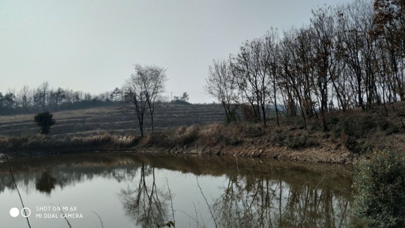 转让或合作漳河新区300亩综合农场