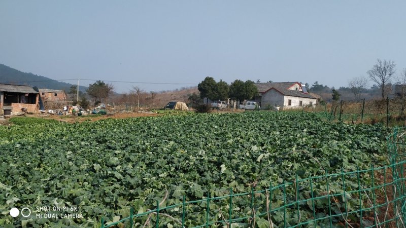 转让或合作漳河新区300亩综合农场