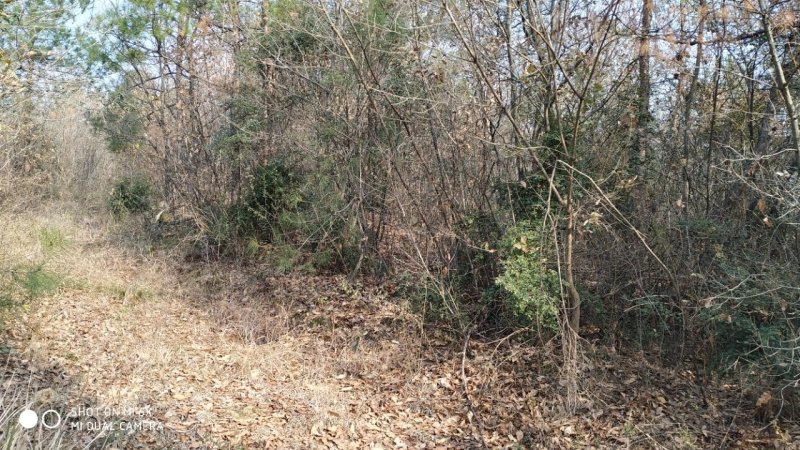 转让或合作漳河新区300亩综合农场