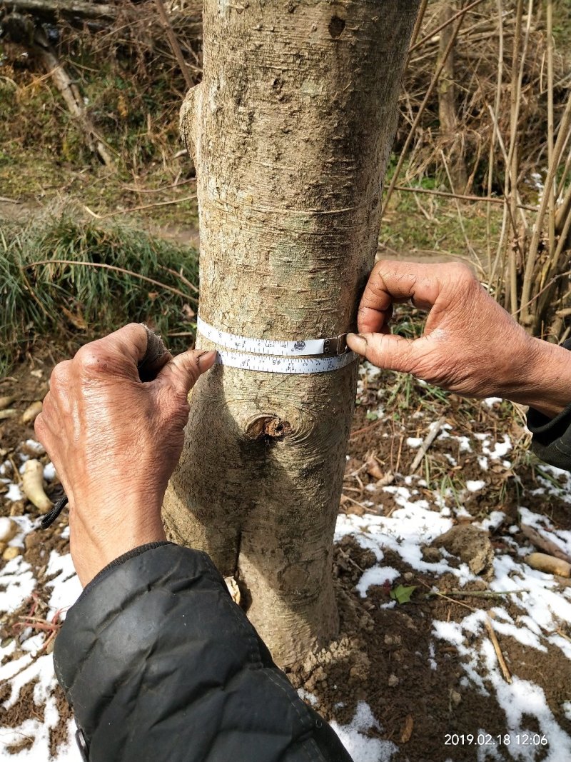 高山枸骨一首货源，山货