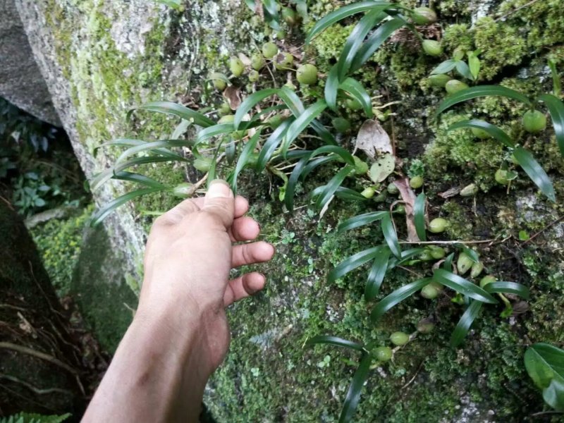 石上仙桃/石莲/果上叶/石上莲/大号石橄榄/双叶石橄榄/