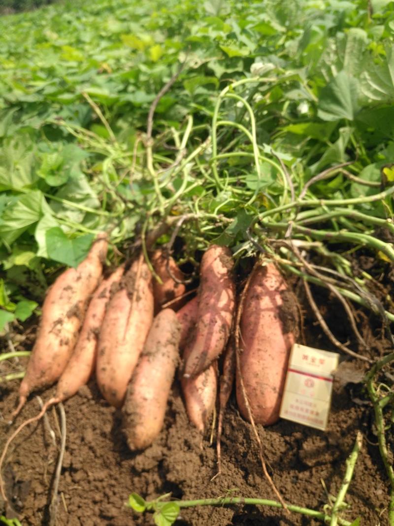 脱毒原种红薯苗，产量高，抗病，免费提供高产栽培技术