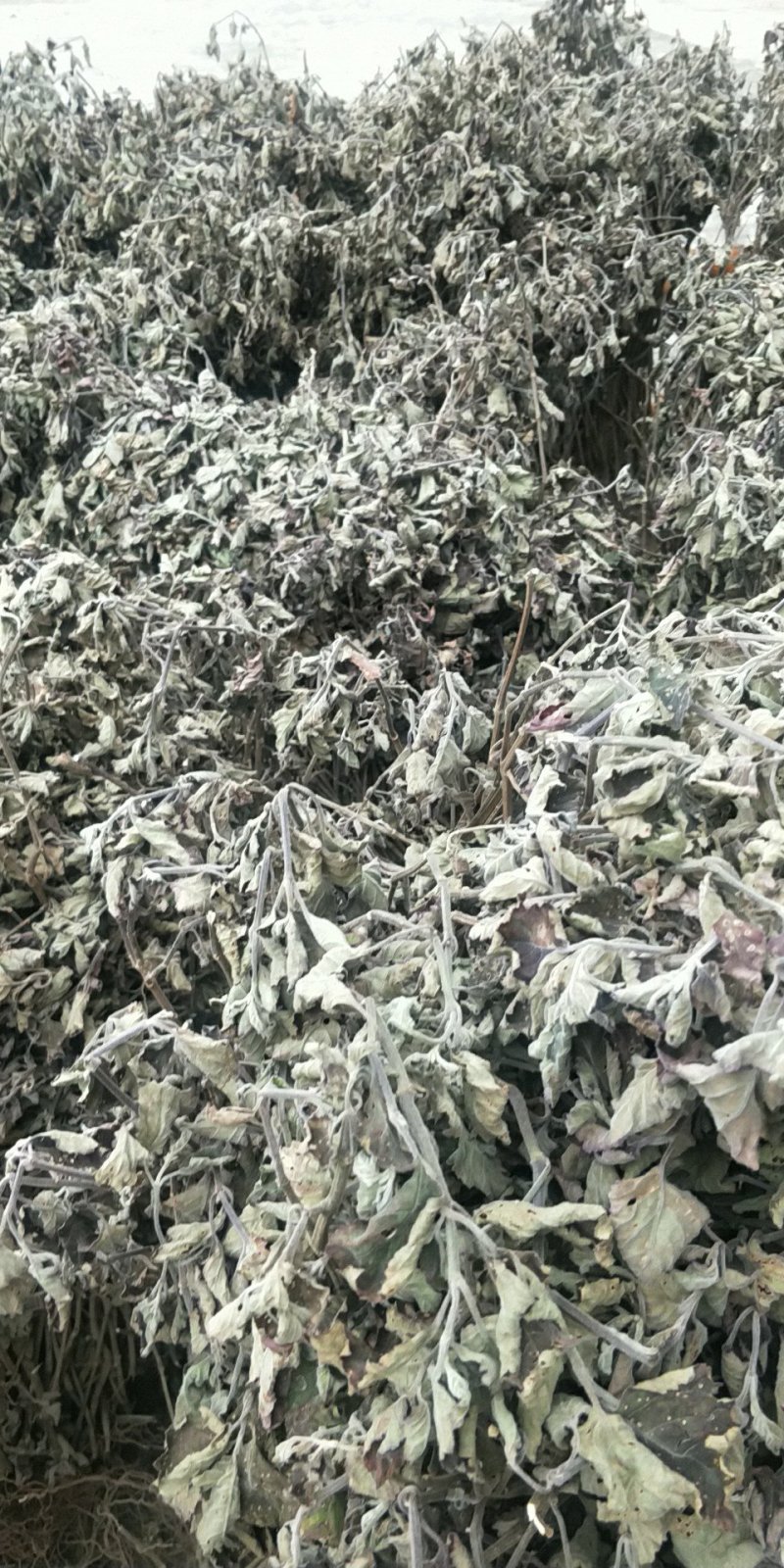 广藿香统个，饮片