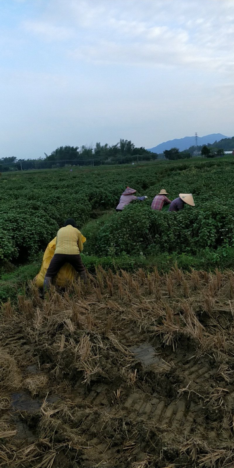 广藿香统个，饮片