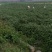 广藿香统个，饮片