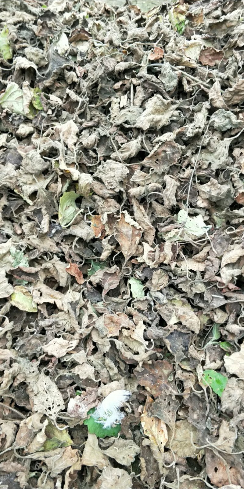 广藿香统个，饮片