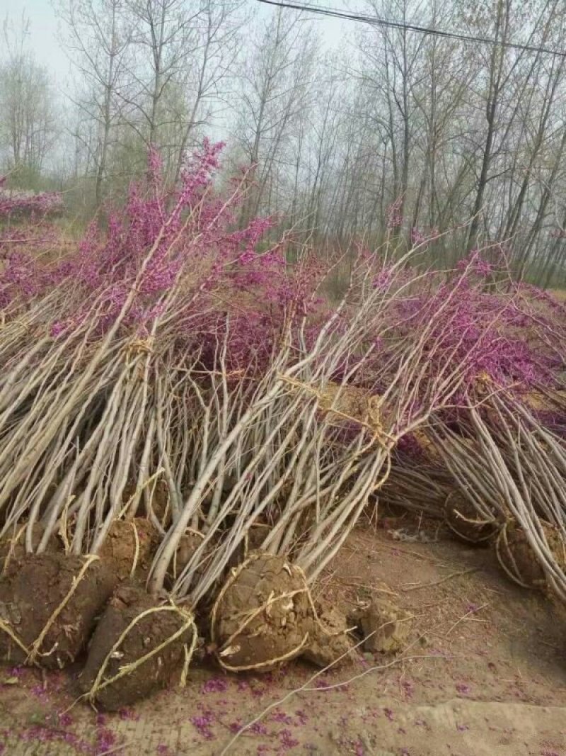 江苏沭阳紫荆树小苗，原产地直销，价格优惠，质量好