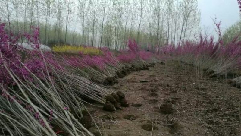 江苏沭阳紫荆树小苗，原产地直销，价格优惠，质量好