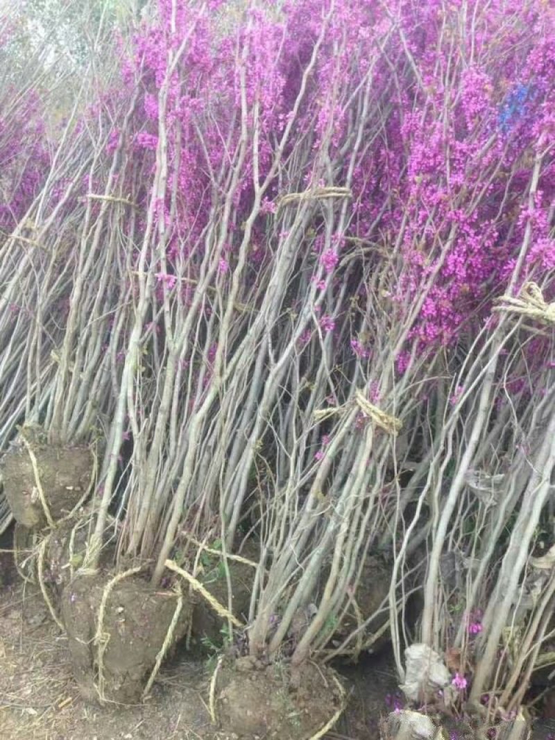 江苏沭阳紫荆树小苗，原产地直销，价格优惠，质量好
