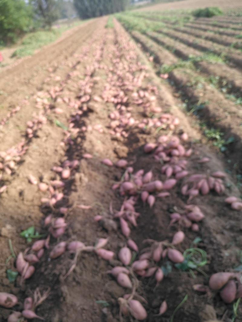 脱毒原种红薯苗，产量高，抗病，免费提供高产栽培技术