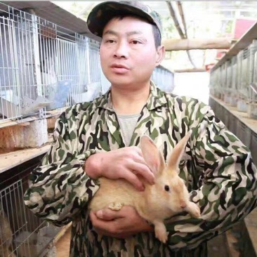 湖南兔子杂交比利时种兔肉兔兔子养殖回收包技术包材料